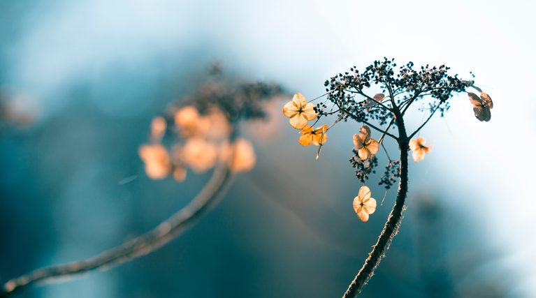 Eine Löwenzahnblume steht allein in der Mitte eines Feldes, umgeben von sanften Gräsern.